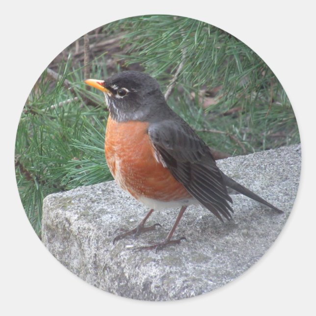 Robin Photography Classic Round Sticker (Front)