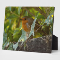 Robin