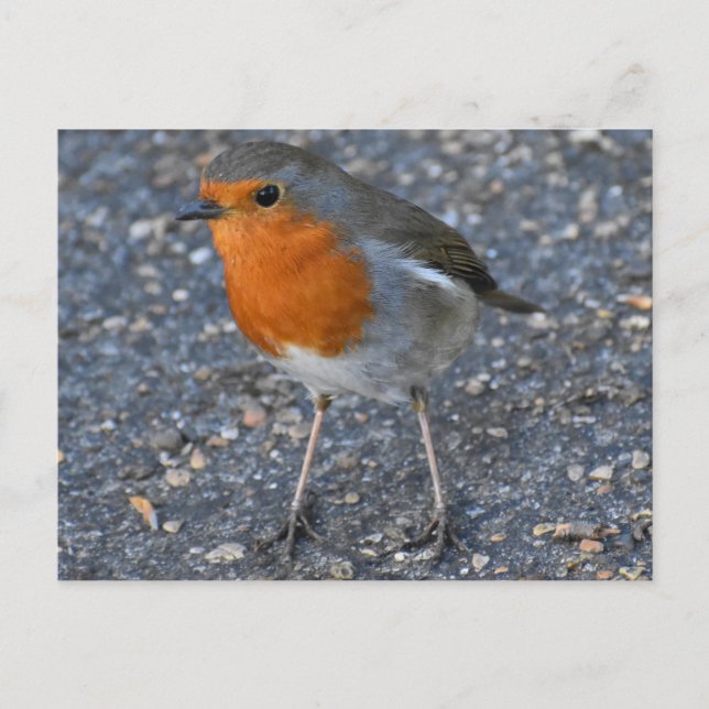 Robin  postcard (Front)
