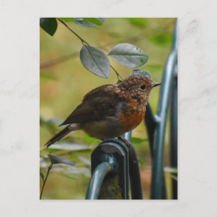 Robin Postcard