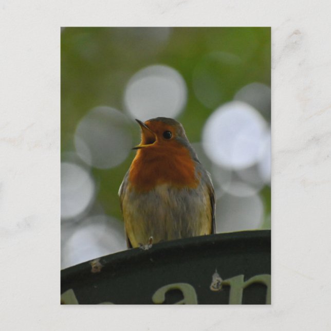 Robin Postcard (Front)
