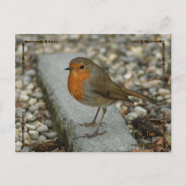 robin postcard (Front)