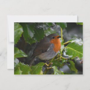 Robin postcard