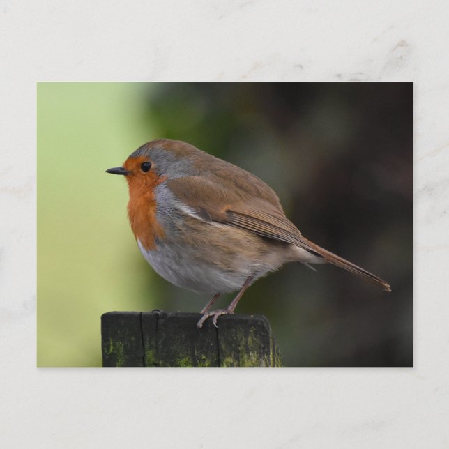 Robin  postcard (Front)