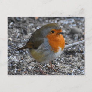 Robin Postcard