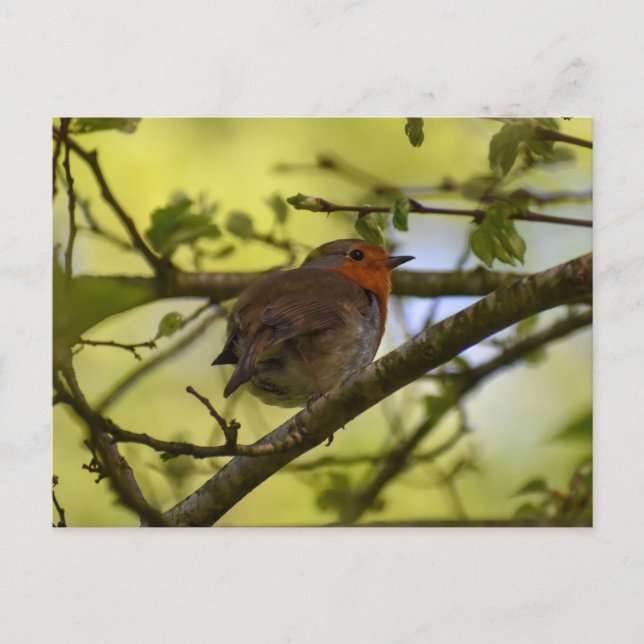 Robin Postcard (Front)