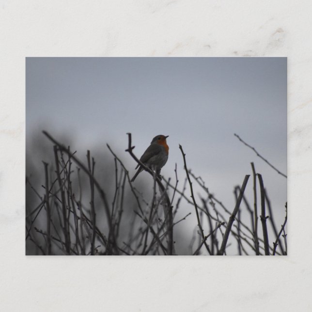 Robin Postcard (Front)
