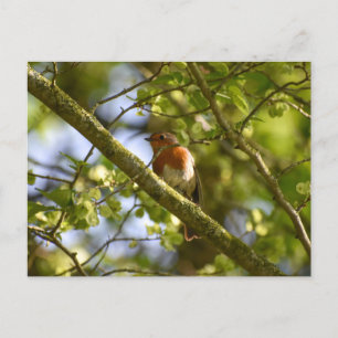 Robin Postcard