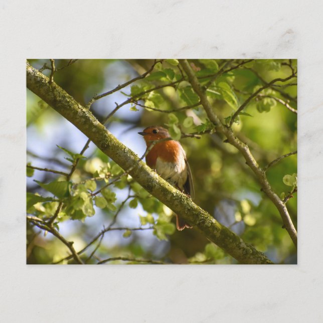 Robin Postcard (Front)