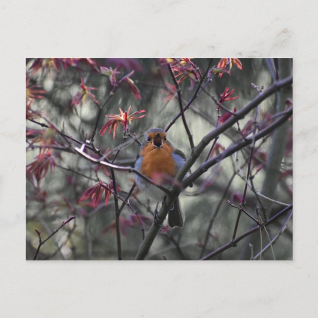 Robin  postcard (Front)
