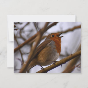 Robin postcard