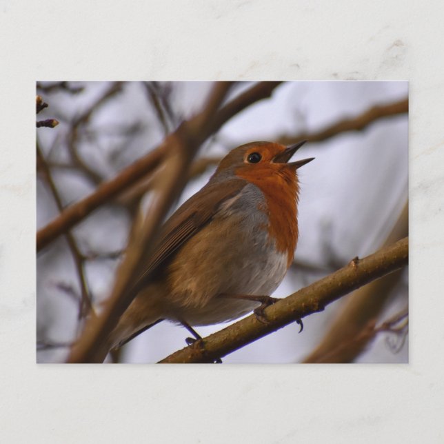 Robin  postcard (Front)