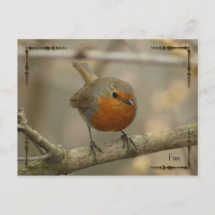 robin postcard