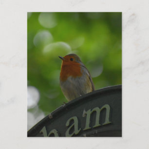 Robin Postcard