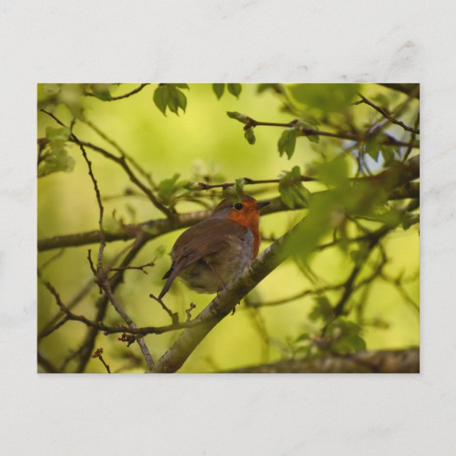 Robin Postcard (Front)