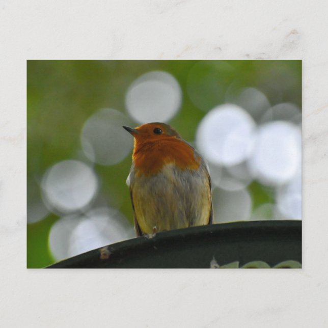 Robin Postcard (Front)
