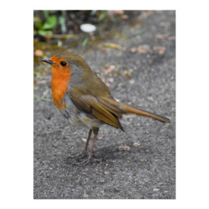 Robin  poster