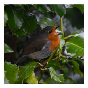 Robin poster