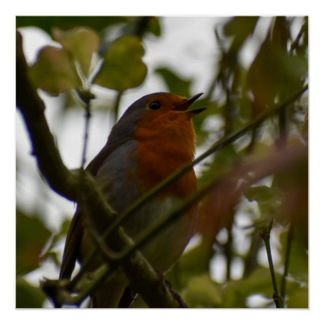 Robin Poster (Front)