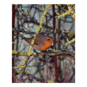 Robin  poster