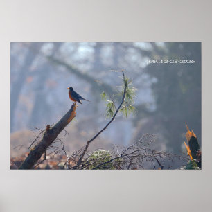Robin Poster