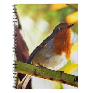 Robin red breast bird notebook