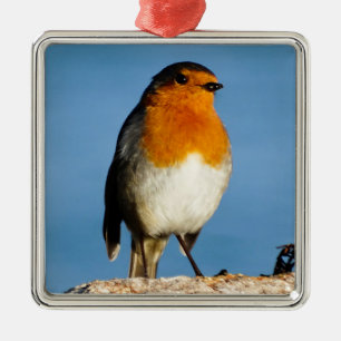 Robin red-breast for Premium Square Ornament