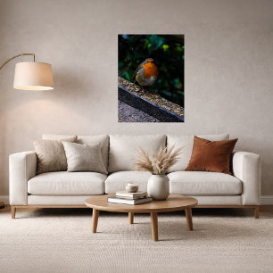 Robin  Red Breast Photo Print