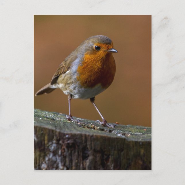 Robin Redbreast Postcard (Front)