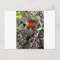 Robin redbreast