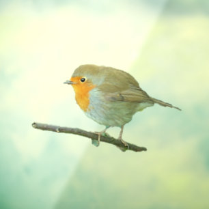 Robin Redbreast Window Cling
