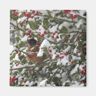 robin sheltering in a holly tree after a snow magnet