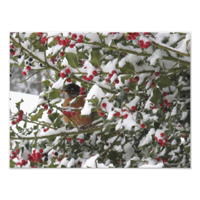 robin sheltering in a holly tree after a snow photo print (Front)