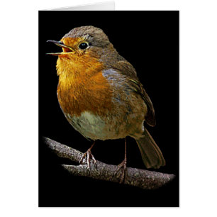 Robin Vertical Card
