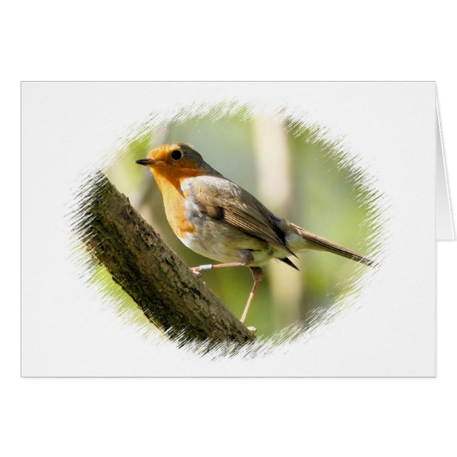 Robin Wild-life Bird (Front Horizontal)