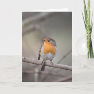 Robin Wildlife Photo Card