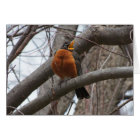 Robin & Wren, Joyful Noise