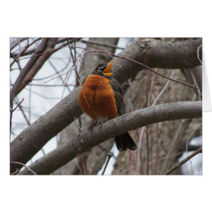 Robin & Wren, Joyful Noise