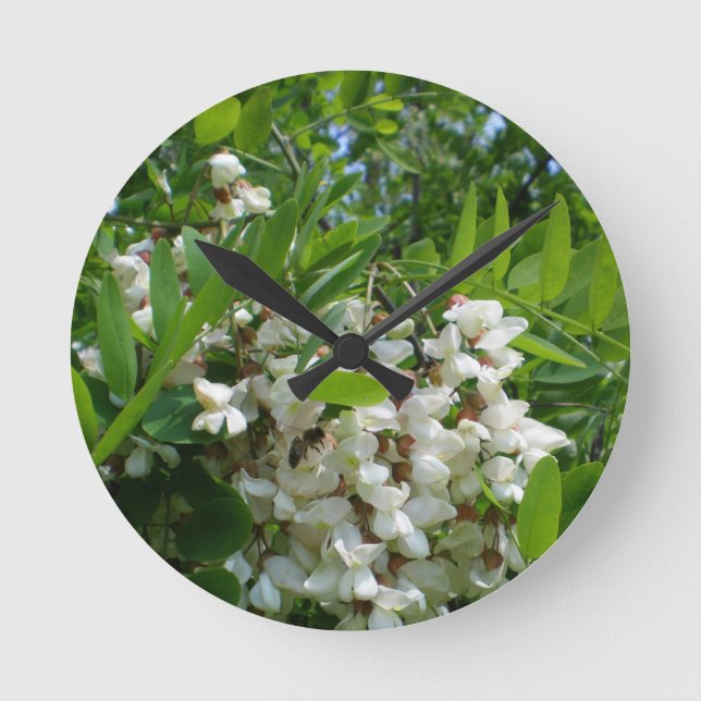 Robinia  white tree  inflorescence round clock (Front)