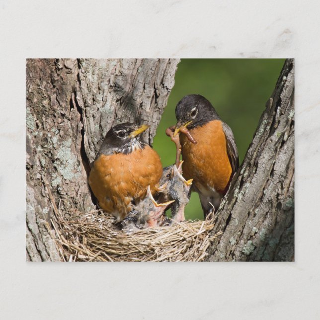Robins V Postcard (Front)