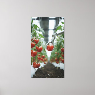 Robotic arms precisely pick ripe tomatoes  canvas print