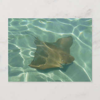 Rochen im Meer Postkarte Grußkarte Postcard