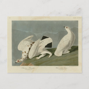 Rock and White-tailed Ptarmigan - Audubon's Birds Postcard