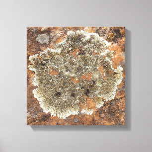 Rock Art - The Art in Nature Canvas Print