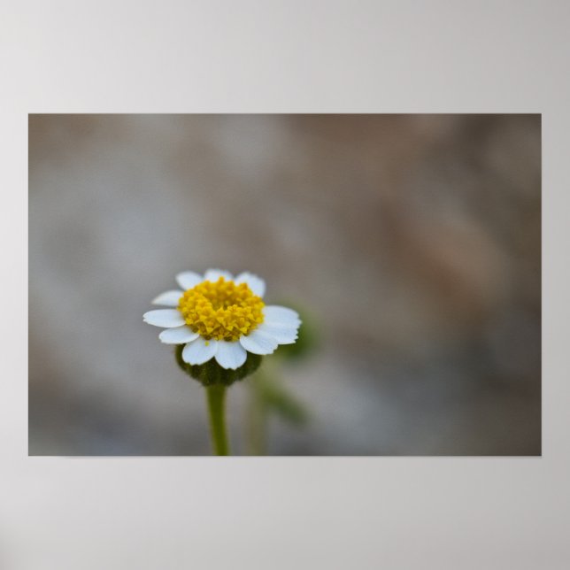 Rock Daisy Poster (Front)