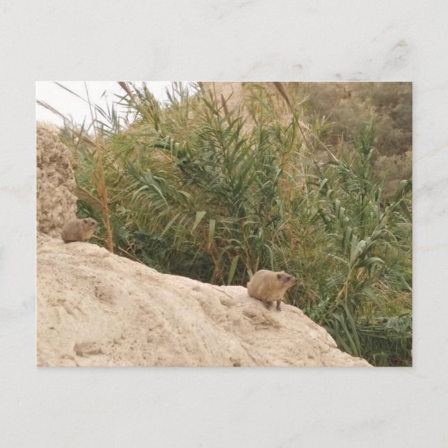 Rock Hyrax, Ein Gedi, Israel Postcard (Front)