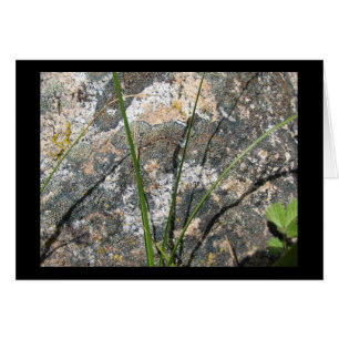 Rock, Lichen, Flora