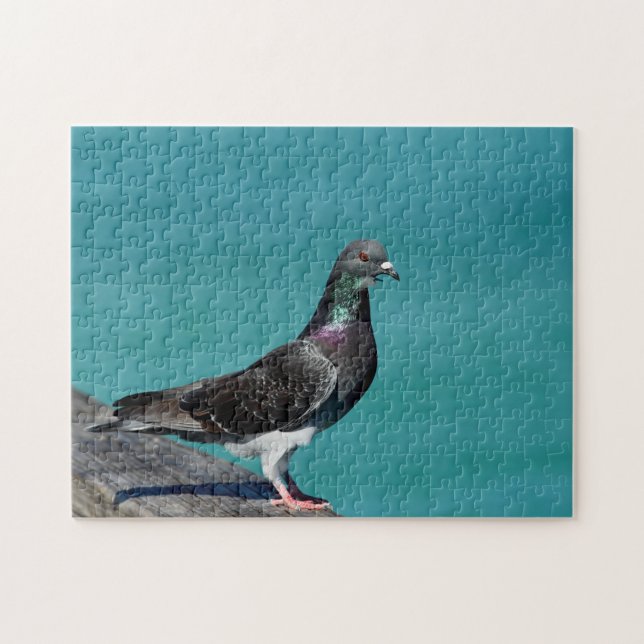 Rock Pigeon Jigsaw Puzzle (Horizontal)