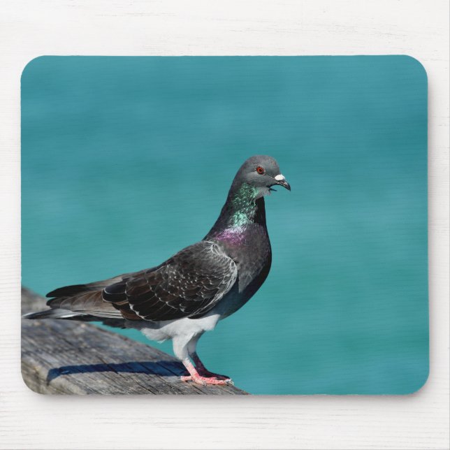 Rock Pigeon Mouse Pad (Front)