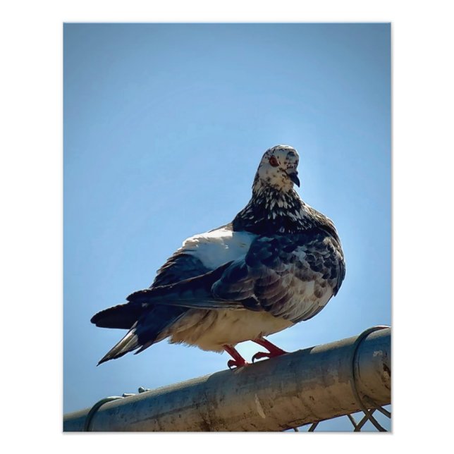 Rock Pigeon Photo Print (Front)